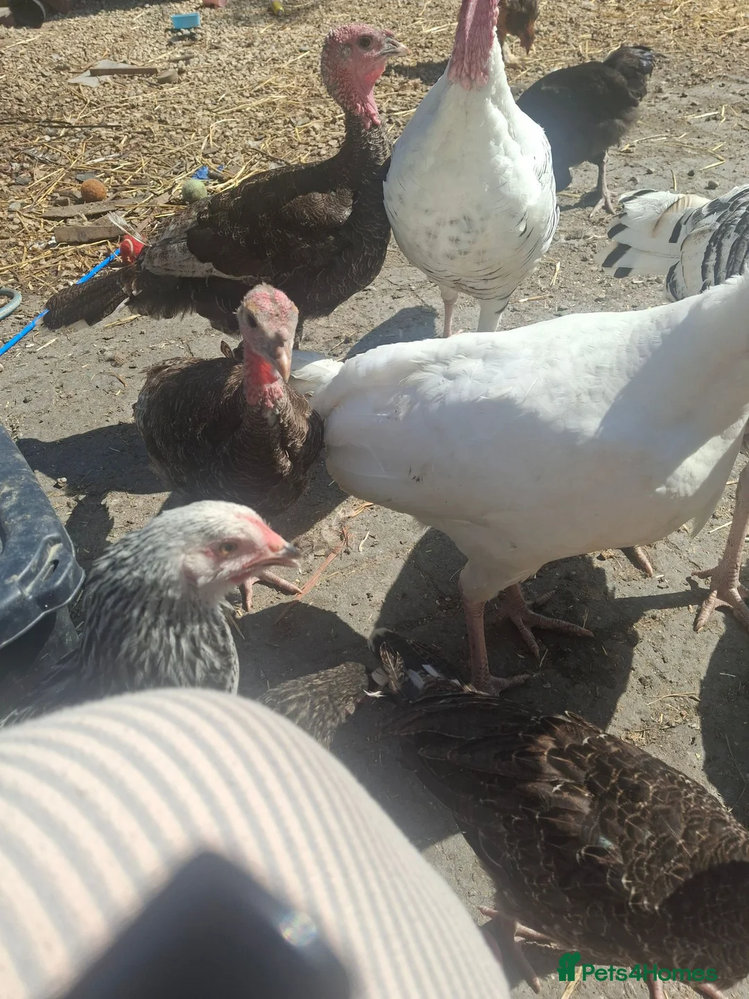 Turkeys poultry for sale: Turkey poults various ages  - Advert 8