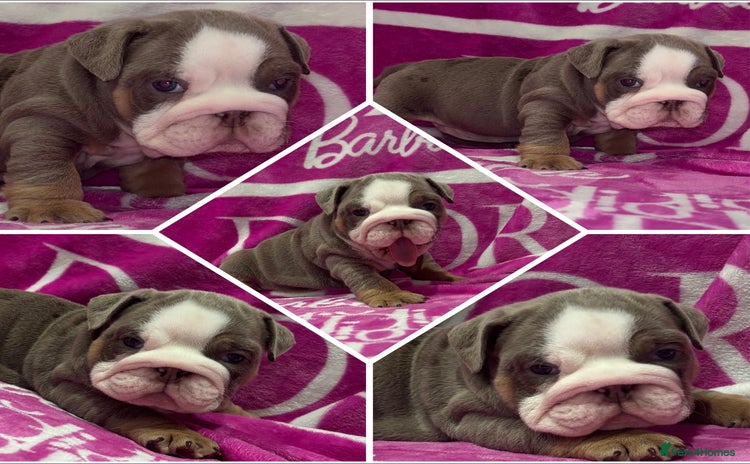 English Bulldog dogs - Advert 1