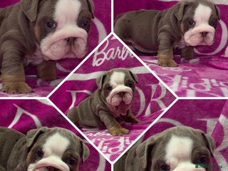 English Bulldog dogs - Advert 23