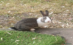 Dutch rabbits for sale: 1 Belgian Hare, 3 Dutch Rabbit - Image 2