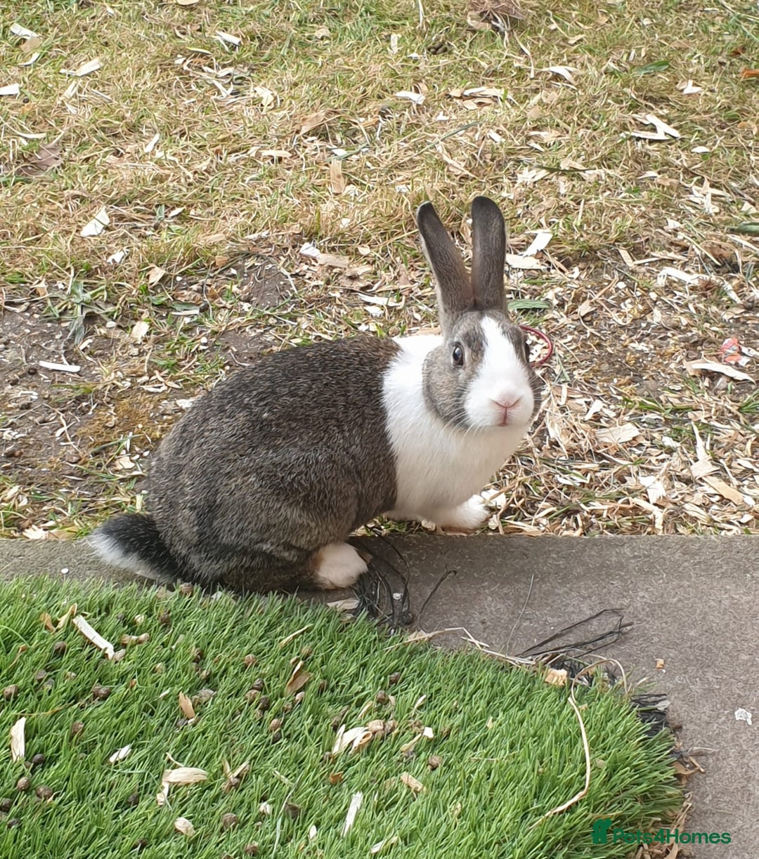 Dutch rabbits for sale: 1 Belgian Hare, 3 Dutch Rabbit - Image 2