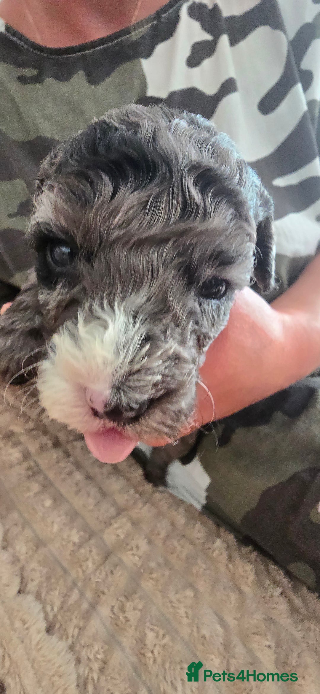 Standard Poodle dogs for sale: 7 Standard poodles for sale including 2 merle - Image 15