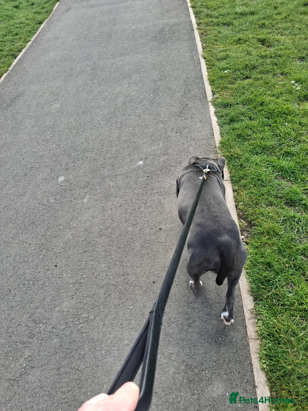 Staffordshire Bull Terrier dogs for sale: Male blue and white  in Bilston - Advert 3