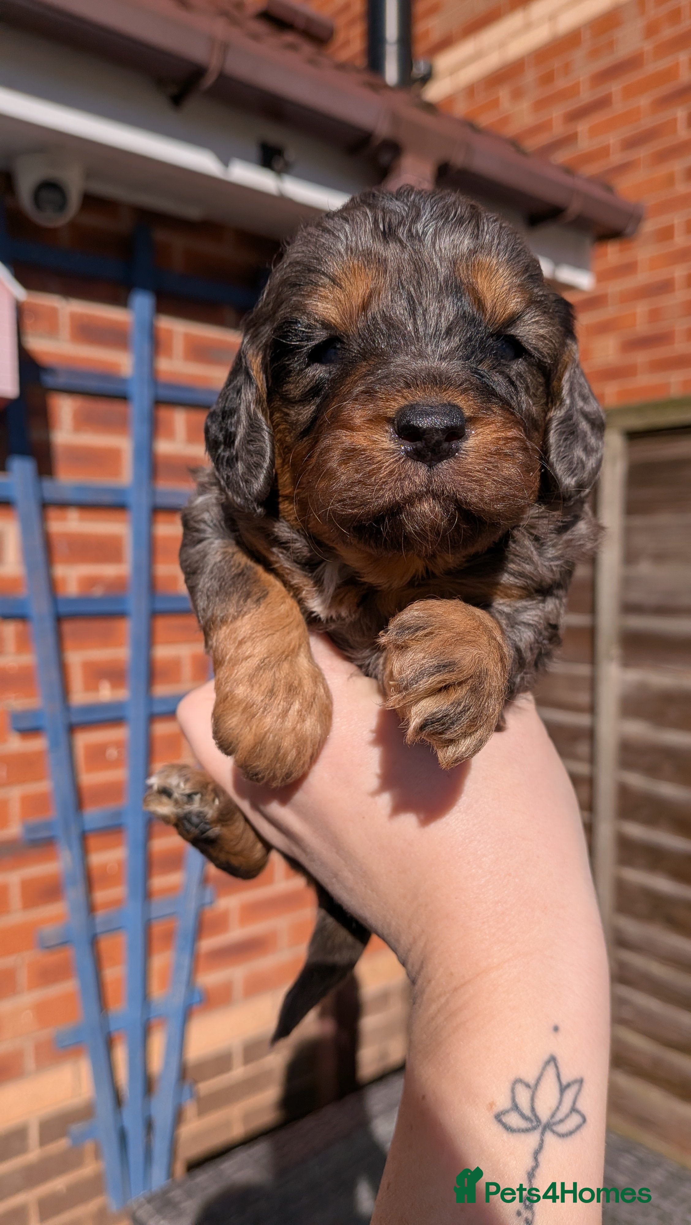 Cockapoo dogs Stunning Toy Cockapoo Puppies - Advert 16