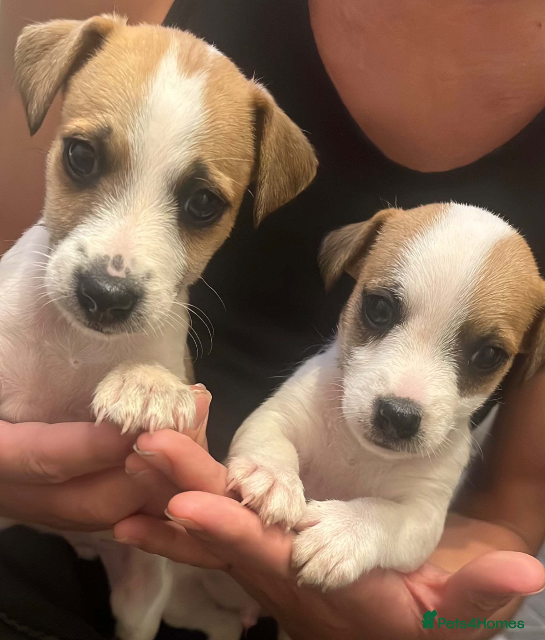 Jack Russell dogs Jack Russell puppies for sale  - Advert 17