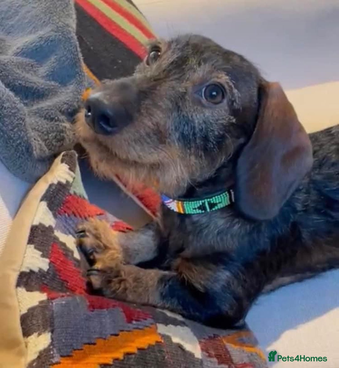 Miniature Dachshund dogs for stud: Looking for wife! Mini Wirehaired Dachshund - Image 10