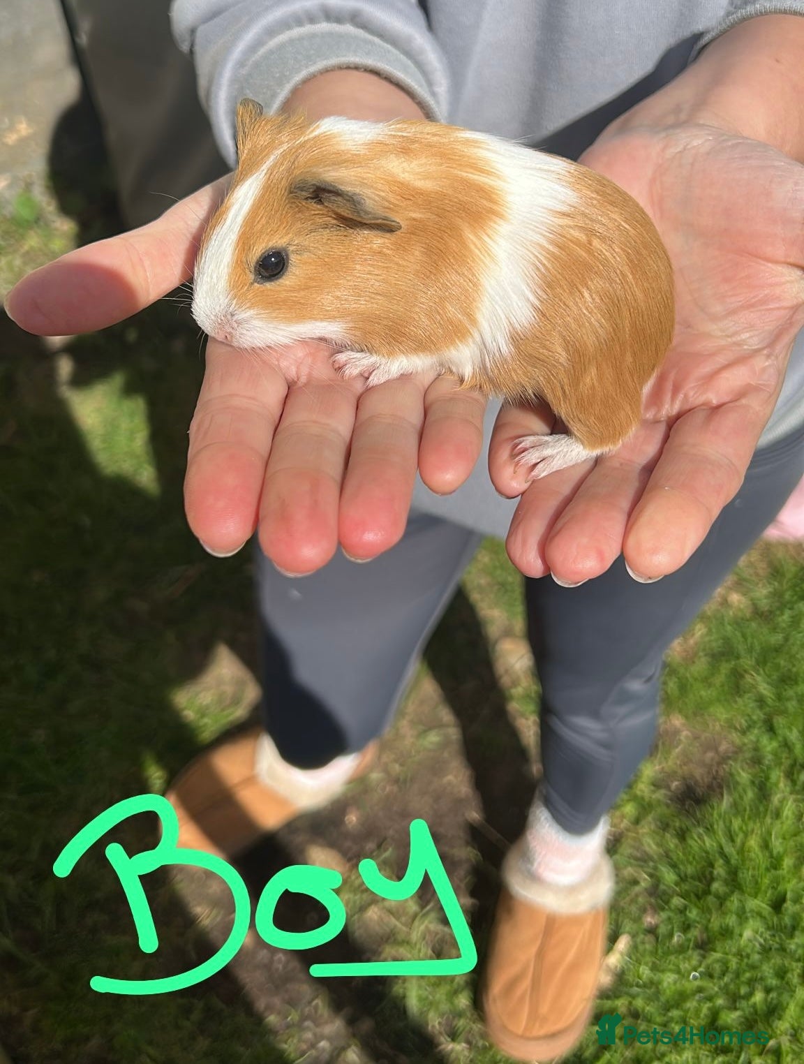 Guinea Pig rodents Baby Guinea pigs  - Advert 1