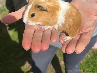 Guinea Pig rodents Baby Guinea pigs - Advert 1