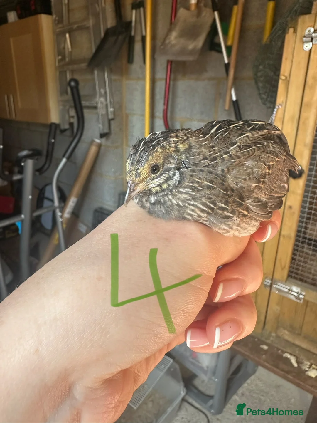 Quail poultry for sale: Chinese painted quail  - Advert 2