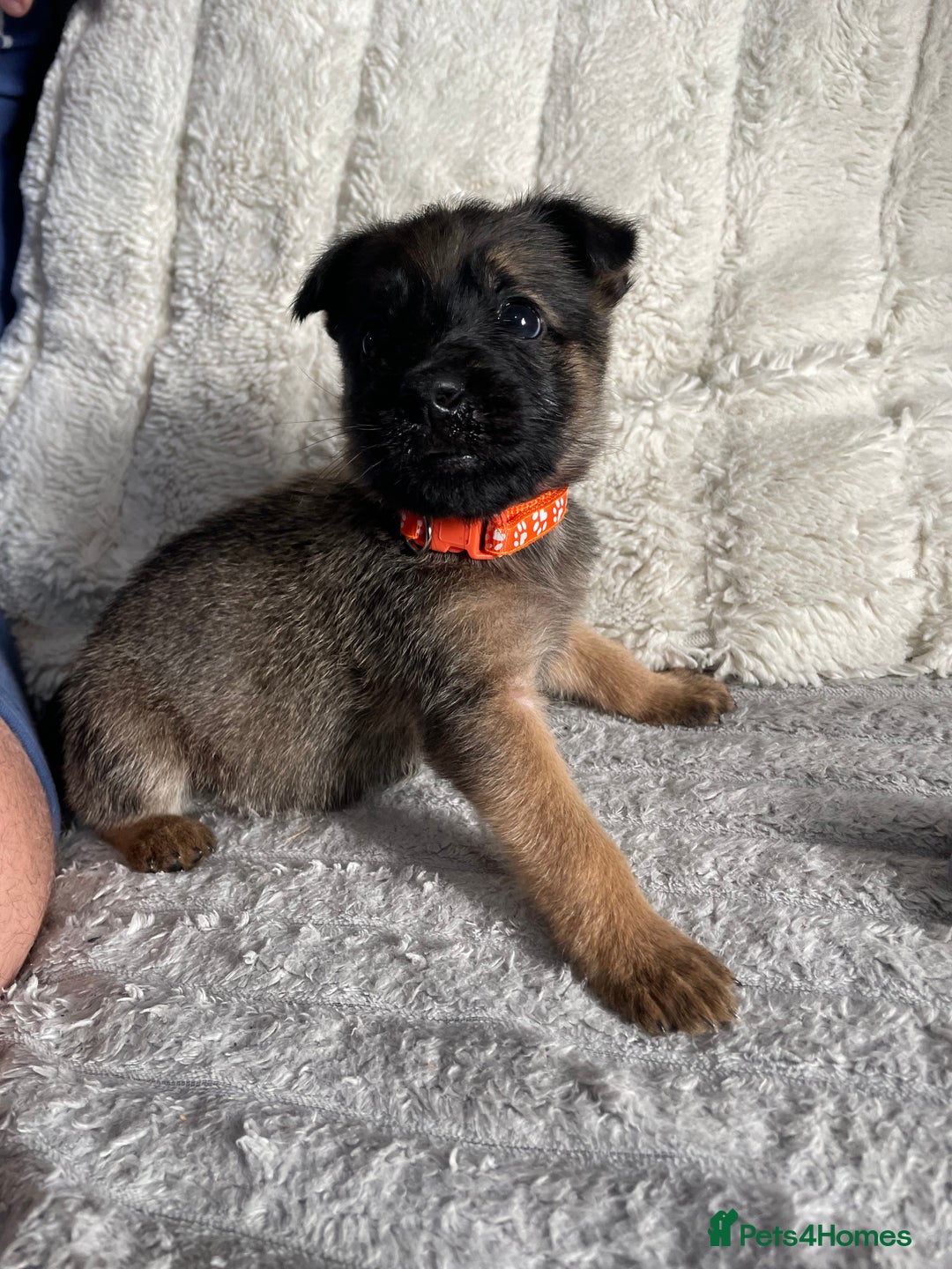 Belgian Shepherd Dog dogs for sale: Belgian malinois puppies - Image 14