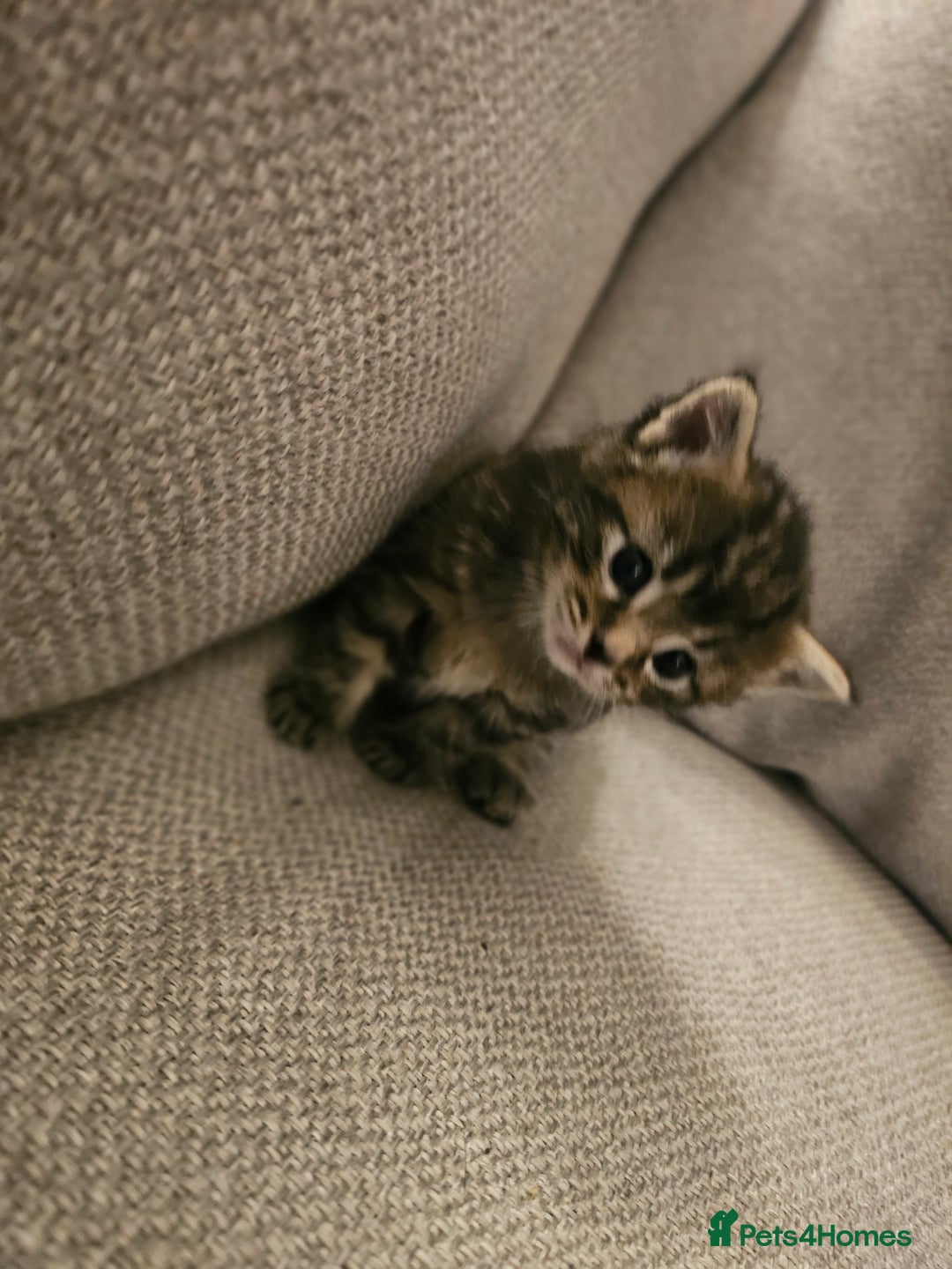 Mixed Breed cats for sale: Part Maine Coon - Advert 5