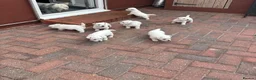 West Highland Terrier dogs for sale: West highland terrier puppies  - Advert 27