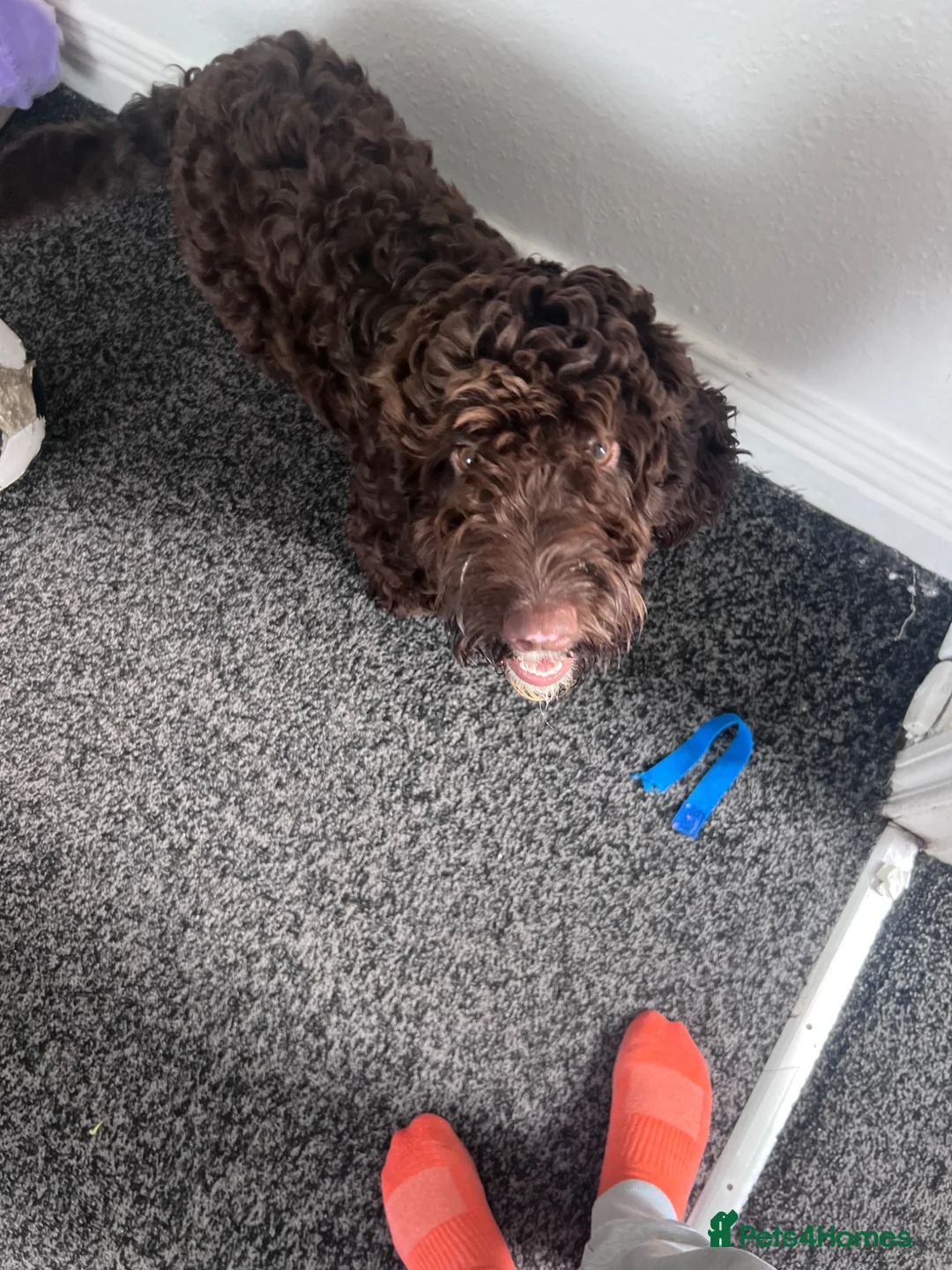 Cockapoo dogs for sale: Miss  in Keighley - Advert 2