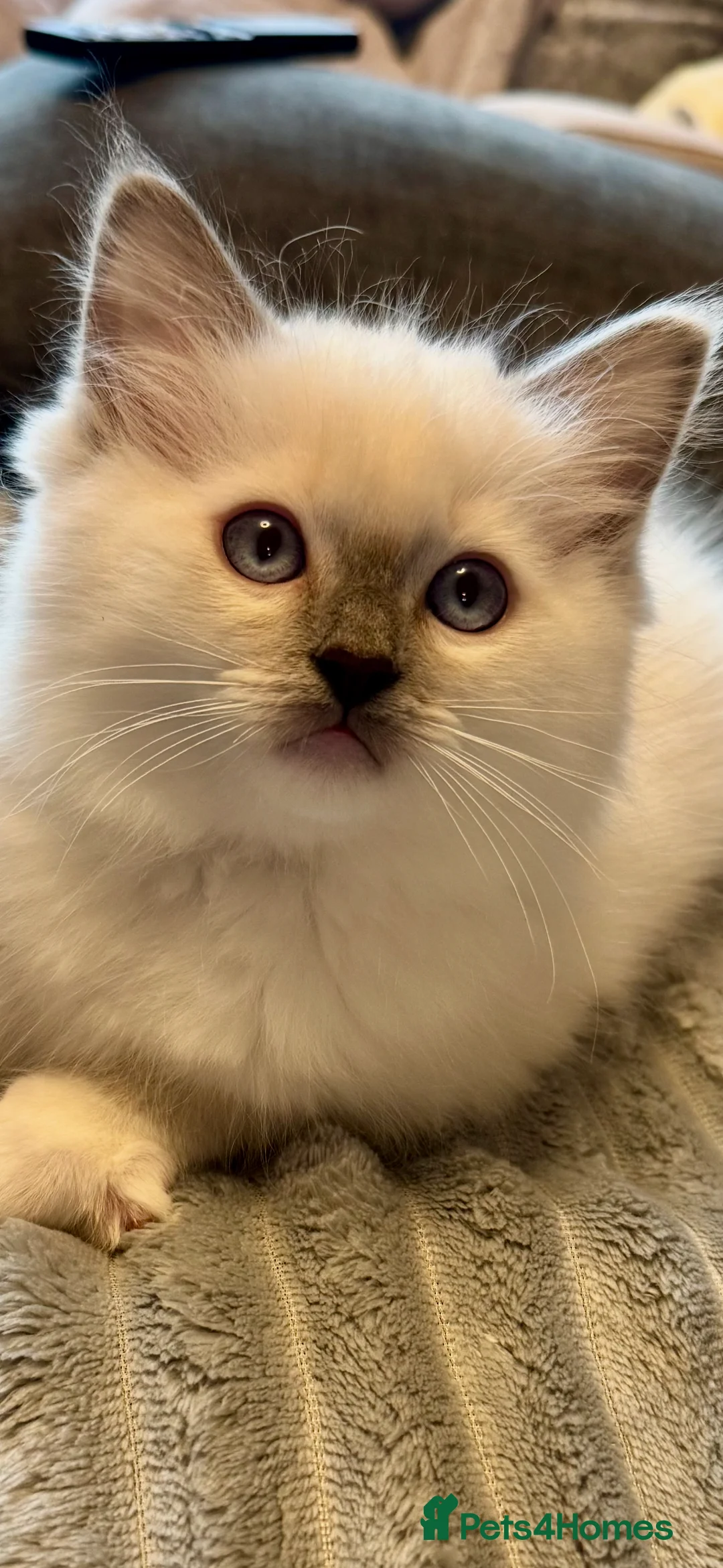 Ragdoll cats for sale: Now ready to leave – Blue Point– TICA Registered - Advert 17