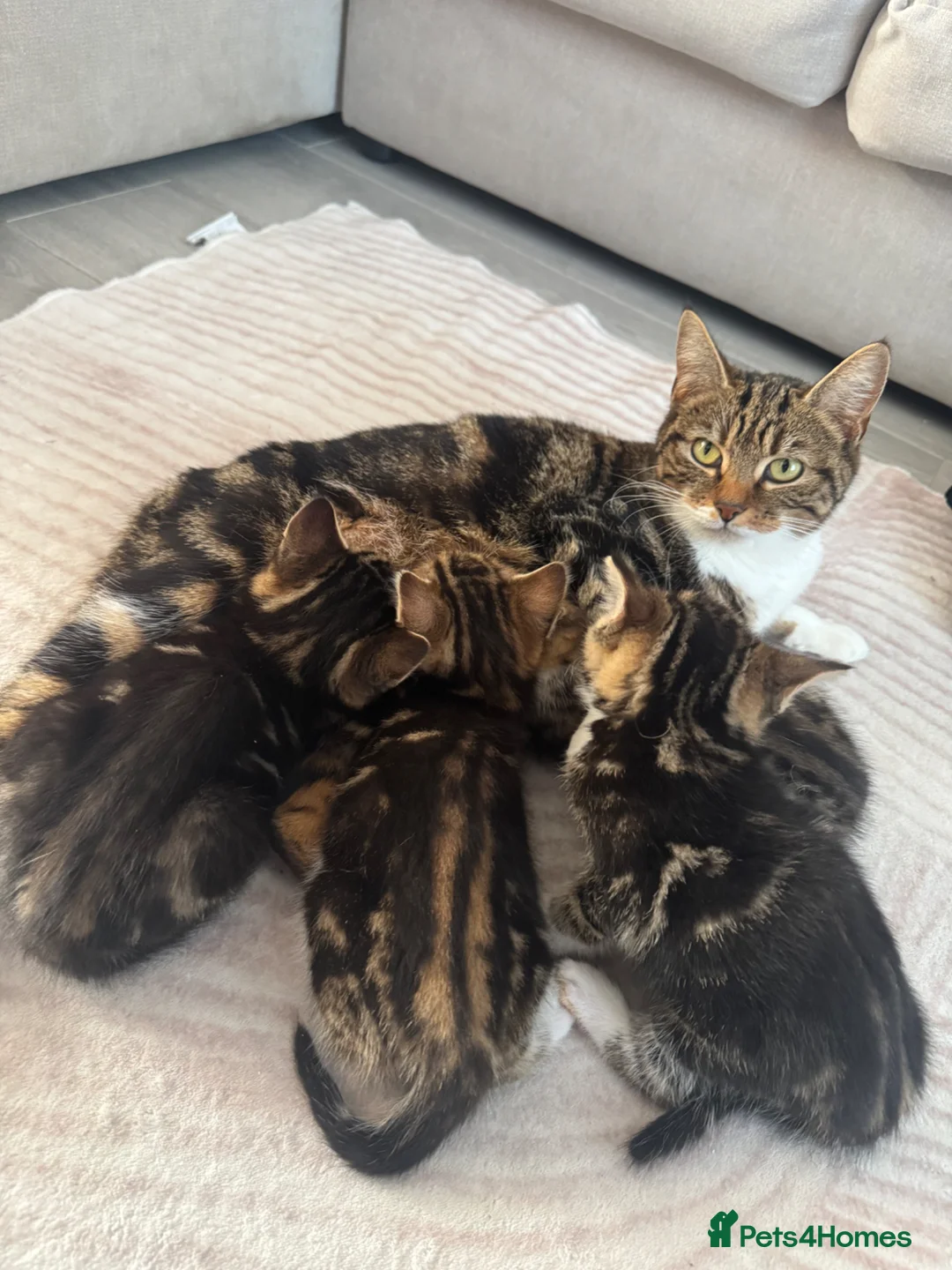 Mixed Breed cats for sale: 3x male kittens for sale in Liverpool - Advert 2