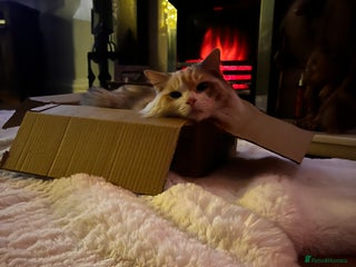 Ragdoll cats Lucy female ragdoll - Advert 4