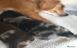Sprocker dogs for sale: Gorgeous Merle Sprockers.  - Image 7