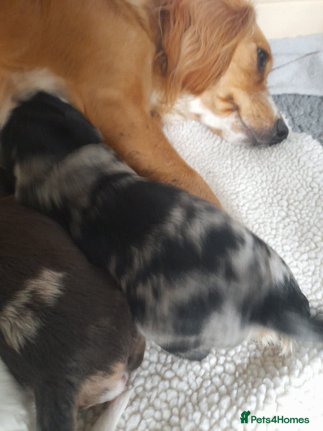 Sprocker dogs for sale: Gorgeous Merle Sprockers.  - Image 7