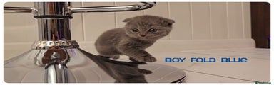 Scottish Fold Boy Blue