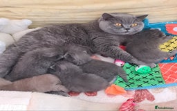 British Shorthair cats for sale: GCCF Lilac Blue & Bicolor quality BSH kittens  - Image 19