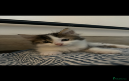 Mixed Breed cats for sale: 2 cats - Image 7