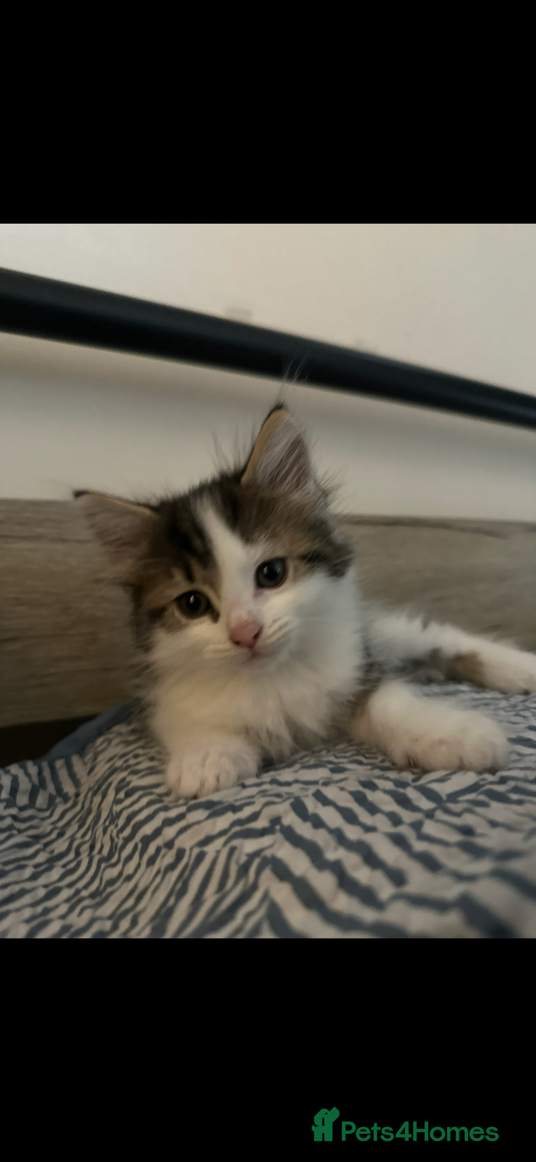 Mixed Breed cats for sale: 2 cats - Image 7