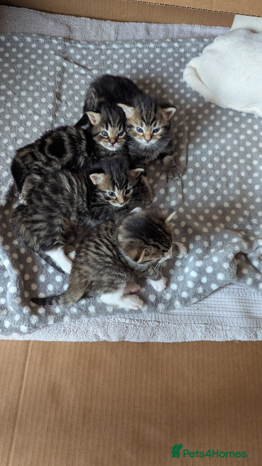 Mixed Breed cats for sale: 4 adorable Ragdoll/Tabby mix kittens - Image 9