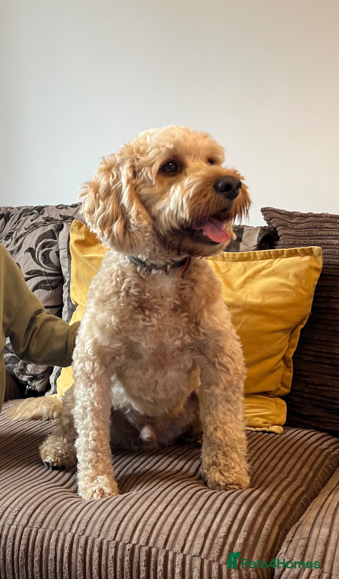 Mixed Breed dogs 2 year old Cockapoo - Advert 1