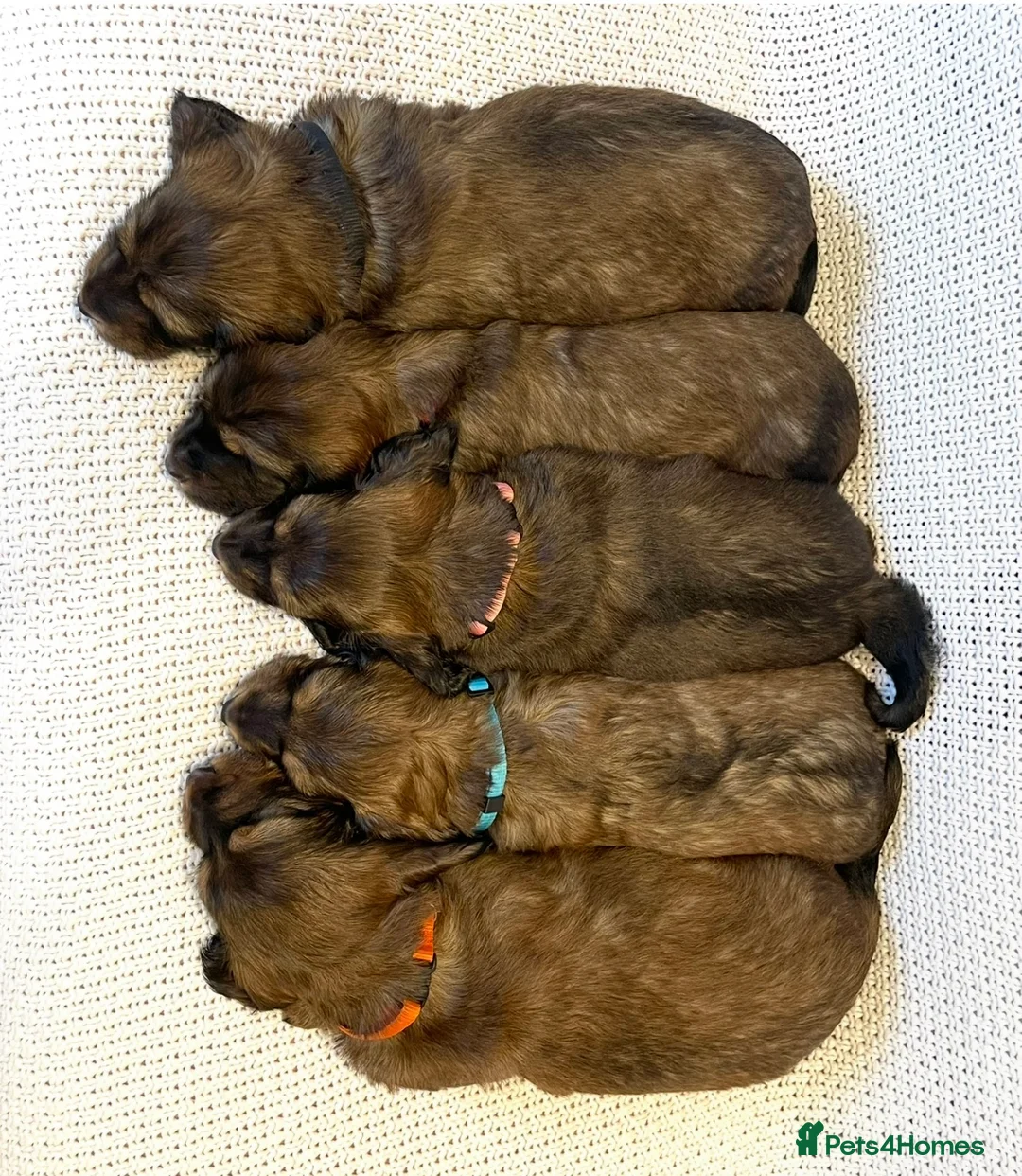 Dachshund dogs for sale: 5 KC Standard Long Hair Dachshunds - Advert 18