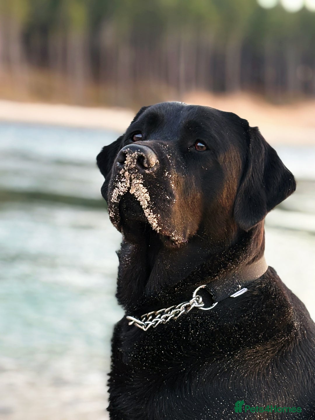 Labrador Retriever dogs for stud: KC registered show Labrador for stud  - Advert 2