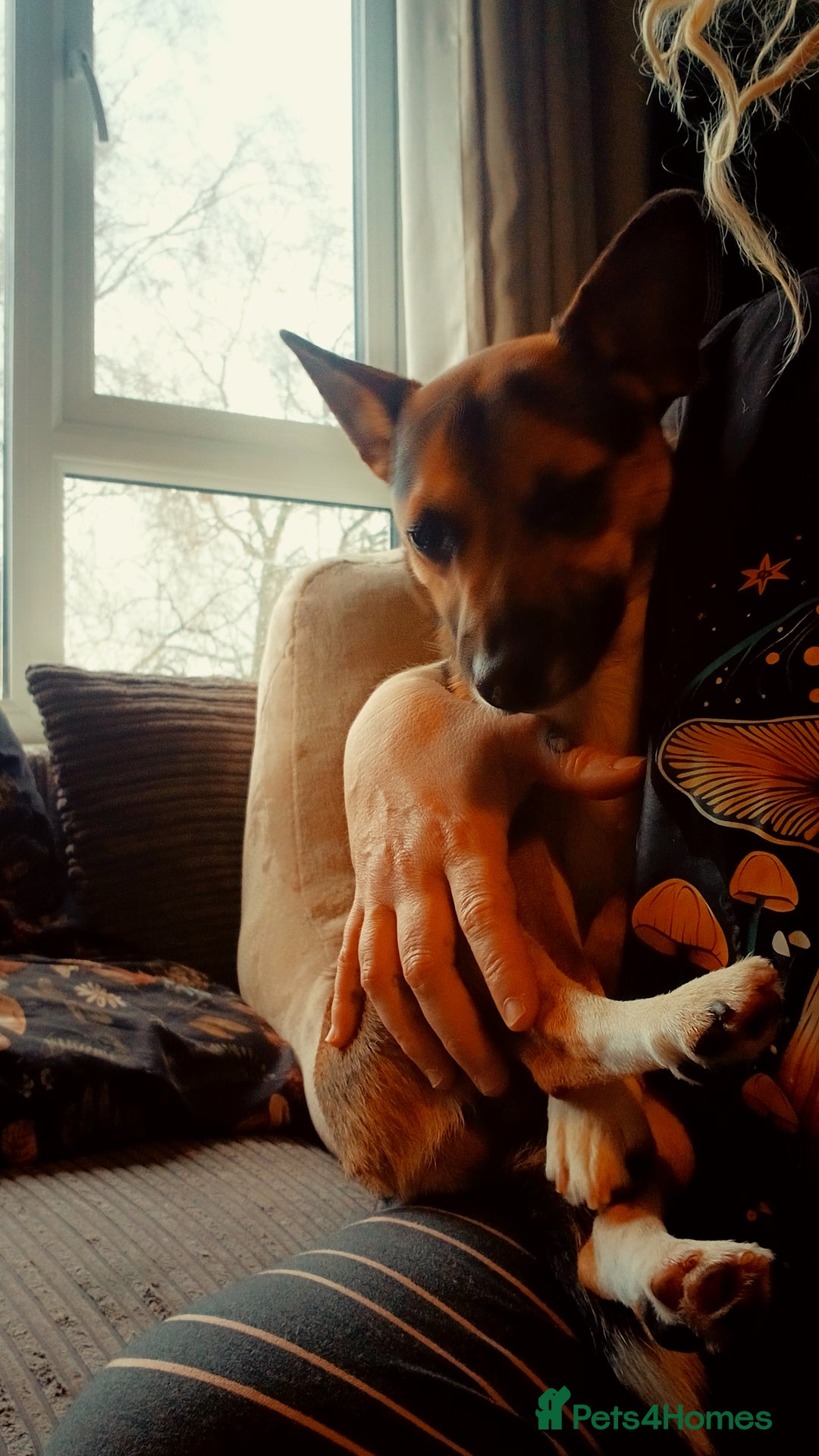 Jack Russell dogs for sale: Paddy the gentle jack - Advert 2