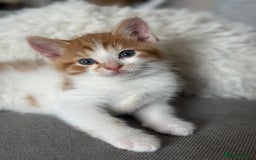 Domestic Shorthair cats for sale: Lovely ginger kittens - Image 4