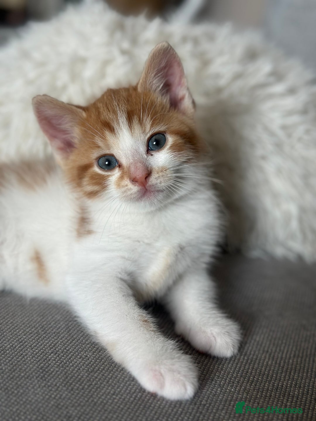 Domestic Shorthair cats for sale: Lovely ginger kittens - Image 4