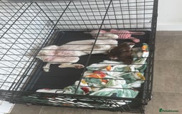 English Springer Spaniel dogs for sale: English springer spaniel named Poppy💗 - Image 2