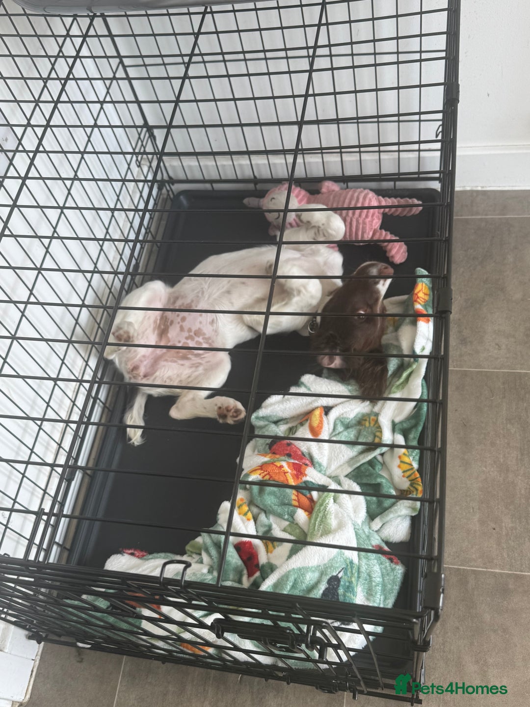 English Springer Spaniel dogs for sale: English springer spaniel named Poppy💗 - Image 2
