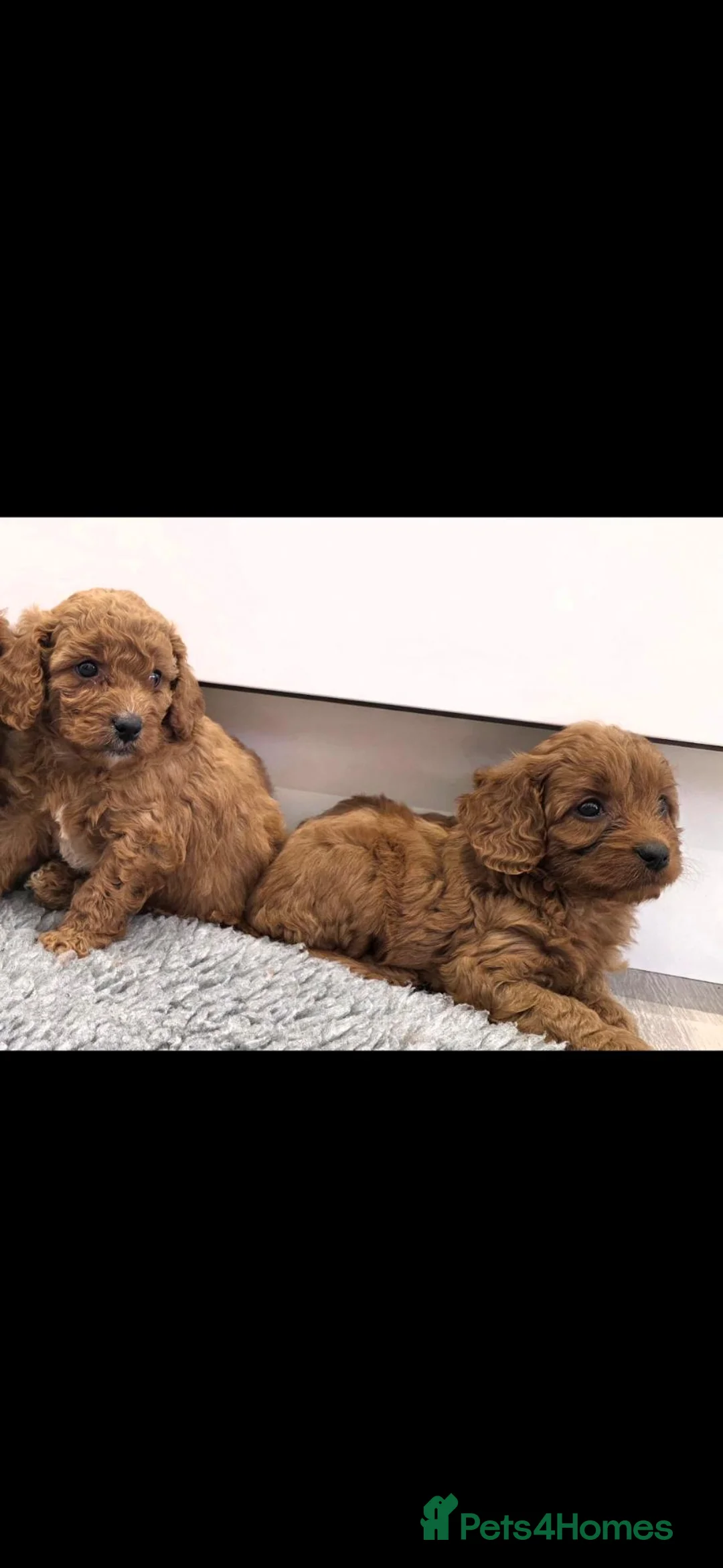 Cavapoo dogs for sale: Beautiful f1b cavapoo girls💗💗 - Advert 2