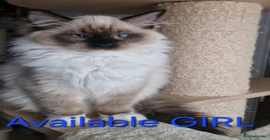Ragdoll cats - Advert 7