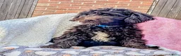 Spanish Water Dog dogs for sale: Spanish water dog - Advert 16