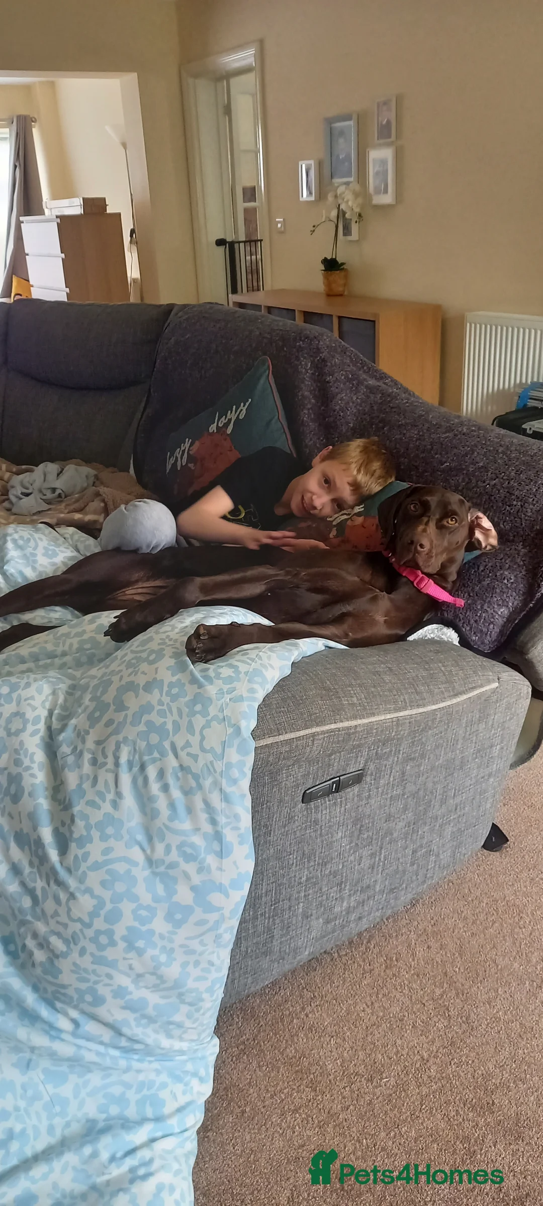 Mixed Breed dogs for sale: Our beautiful dog - Advert 6