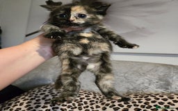 Mixed Breed cats for sale: 7 Half-Ragdolls  - Image 5