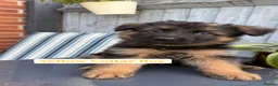 German Shepherd dogs for sale: Pedigree German Shepherd Puppies - Advert 10