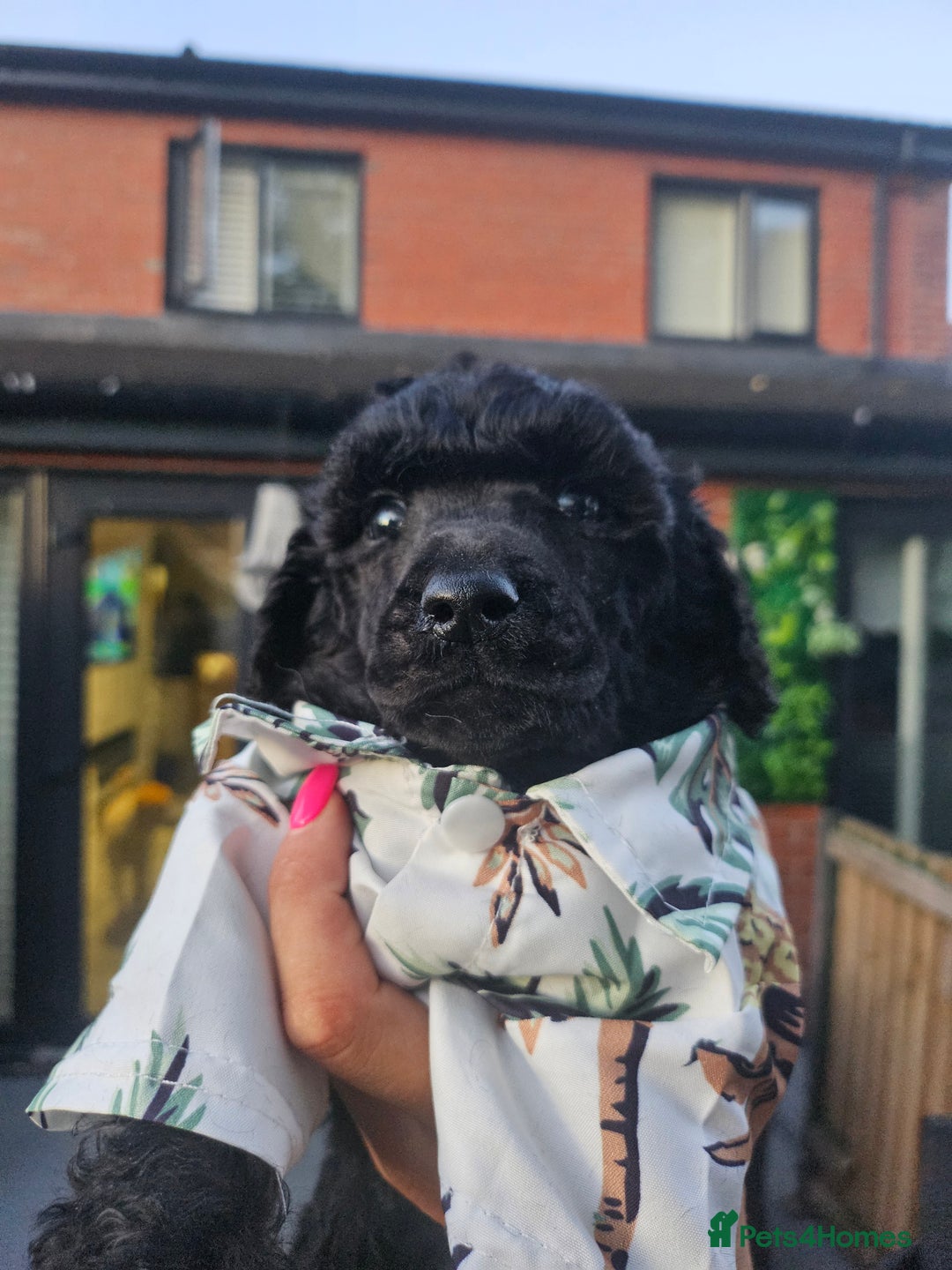 Standard Poodle dogs for sale: REDUCED TODAY!! Last 2 boys 1 cream 1 BLACK 😍  - Image 7