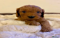 Cockapoo dogs for sale: Deep Fox Red Toy Cockapoos   - Image 16