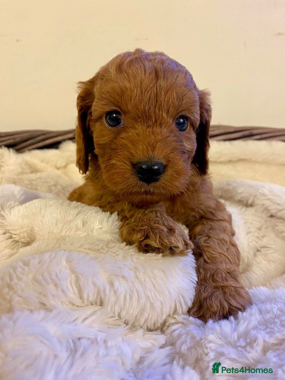 Cockapoo dogs for sale: Deep Fox Red Toy Cockapoos   - Image 16