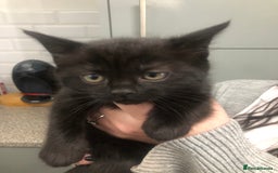 British Shorthair cats for sale: British short hair kittens  - Advert 4