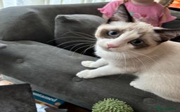 Ragdoll cats for sale: 7 month old Ragdoll female kitten - Image 2