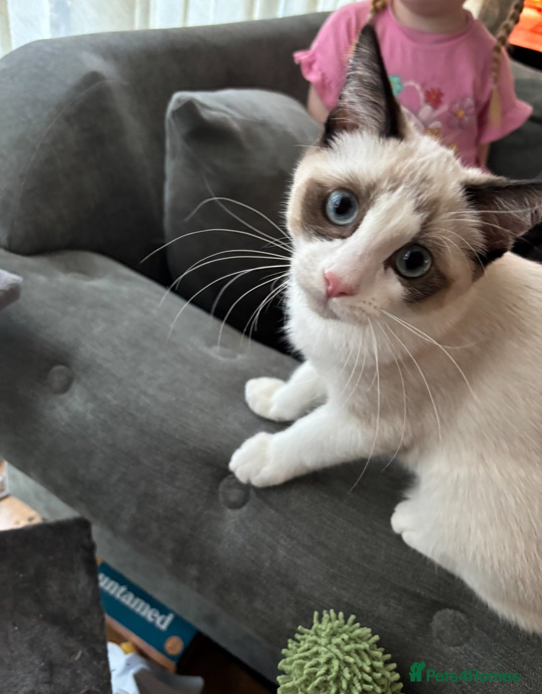 Ragdoll cats for sale: 7 month old Ragdoll female kitten - Image 2