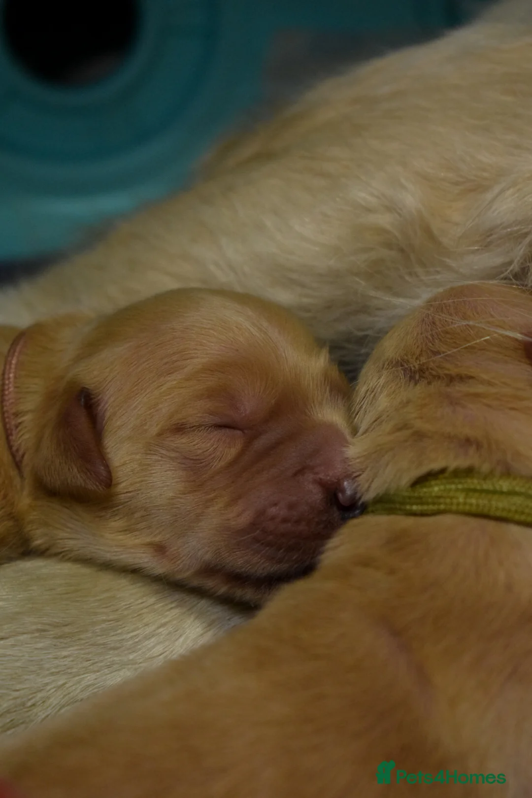 Golden Retriever dogs for sale: Golden Retriever Puppies - Advert 2
