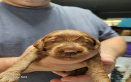 Cockapoo dogs for sale: FULLY HEALTH TESTED FOX RED MINIATURE COCKAPOOS - Image 7