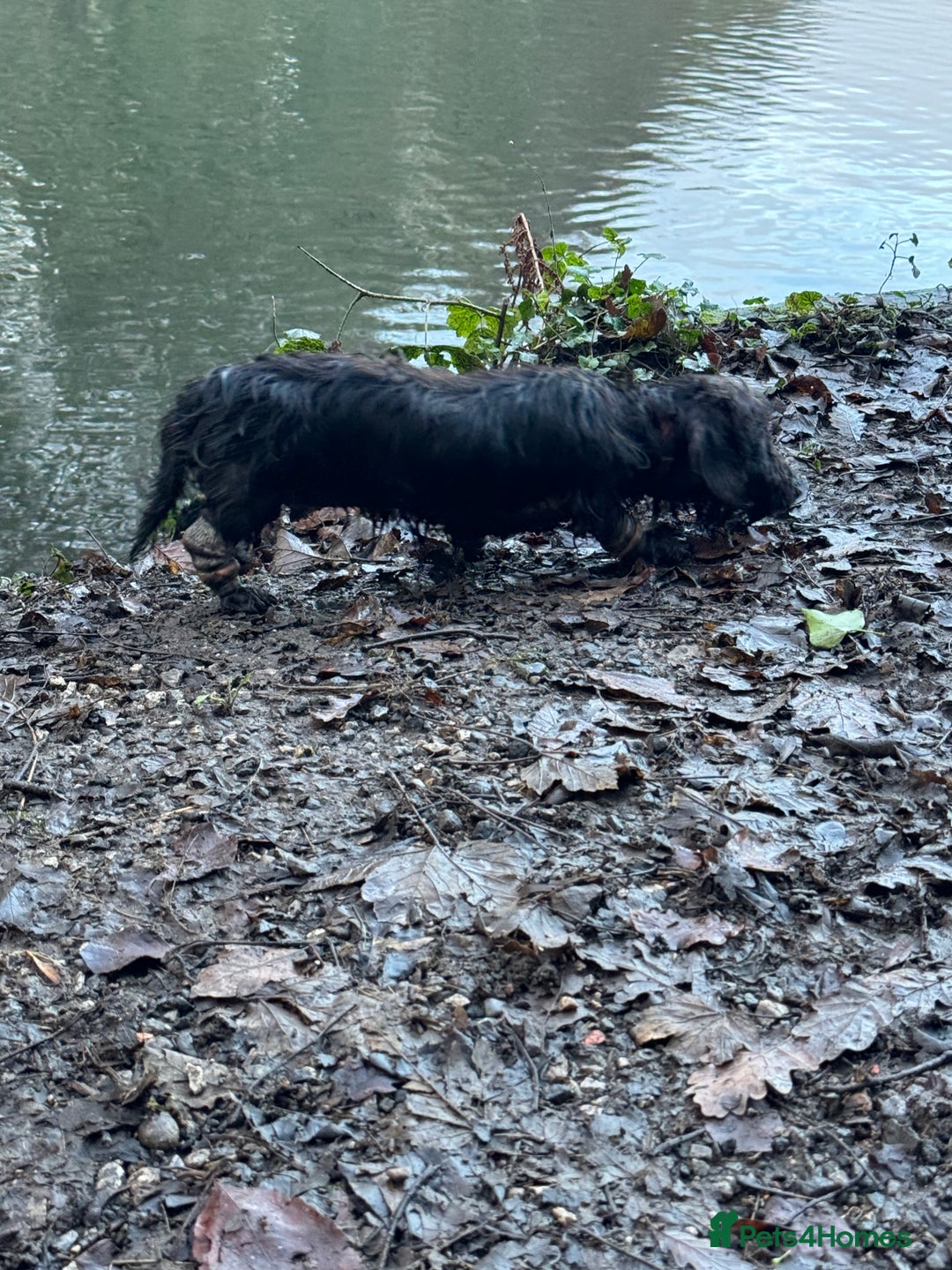 Miniature Dachshund dogs for sale: KC reg Female Wire Haired Mini Dachshund  - Advert 5